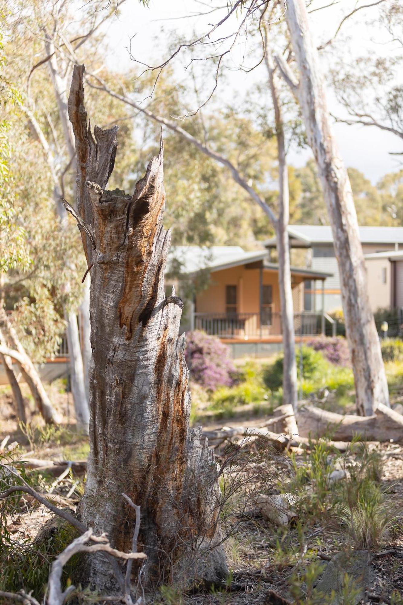Alivio Tourist Park Canberra Exterior foto